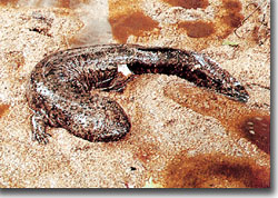 暗褐色で不規則な黒い斑紋が入り長い尾を持つオオサンショウウオの写真