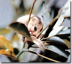 頭に一本の縦縞のあるつぶらな瞳のヤマネが木の葉っぱの上で丸まっている写真