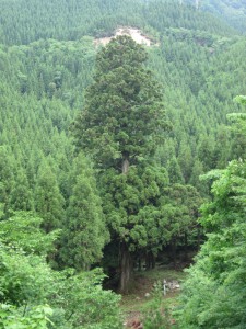 密集したスギの木の峠の風景の中、ひときわ大きく立つ中江の一本スギの写真