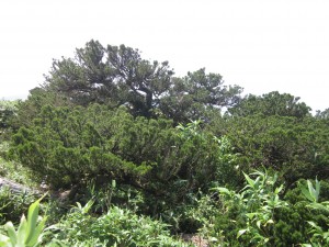 緑の葉が生い茂っているキャラボクの木の郡落の写真