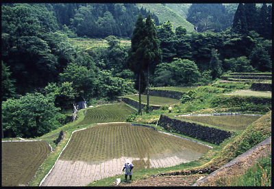 木々に囲まれている棚田に稲が植えられている写真