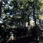 氷ノ越登山道のブナ林の写真