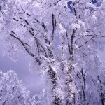樹氷花の写真