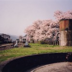 転車台から見た桜が咲き誇っている若狭駅の写真