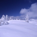 木が雪に埋もれている雪原の写真