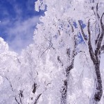 陽に輝く樹氷の写真