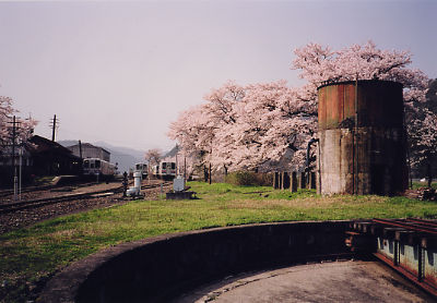 転車台から見た桜が咲き誇っている若狭駅の写真