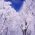 群生している樹氷が陽に輝いている写真