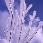 小枝の樹氷の写真