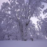 原生林の樹氷の写真