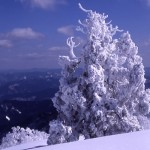 天然杉の樹氷の写真