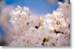 満開期を迎えた桜の花々の写真