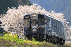 桜を背景に線路を走っているSLの写真